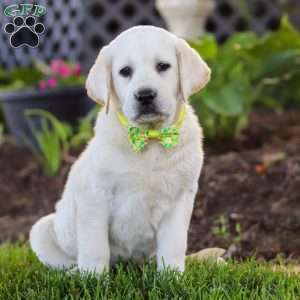 Bobby, Yellow Labrador Retriever Puppy